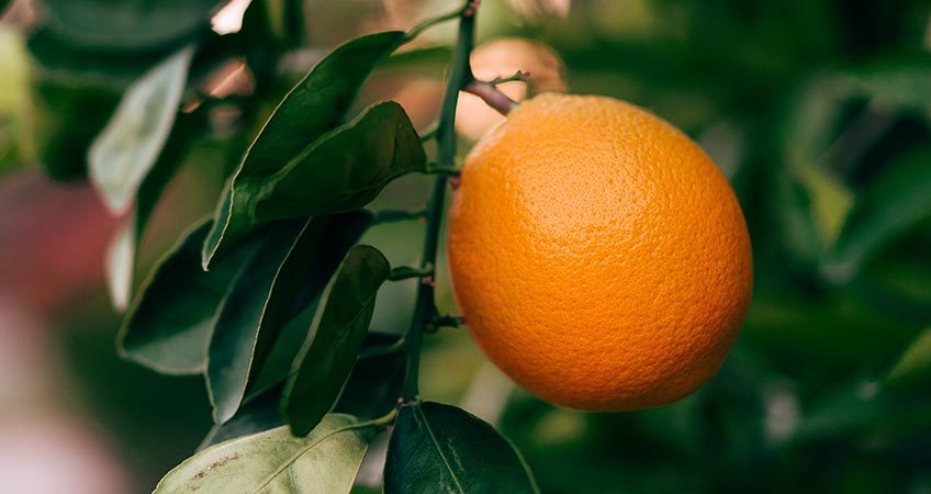 Non-compliance regarding FCM