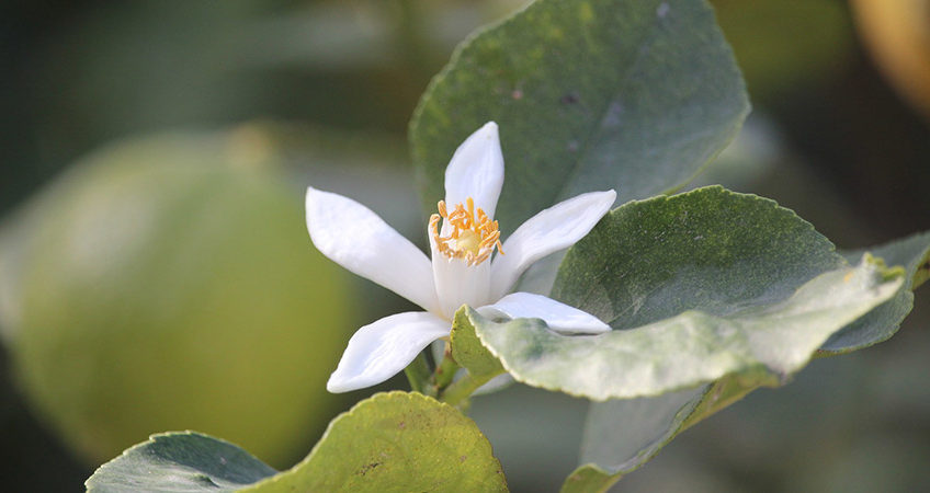 Lemon Blossom