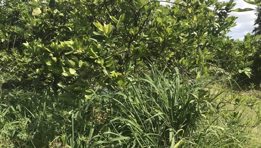 Citrus Weeds