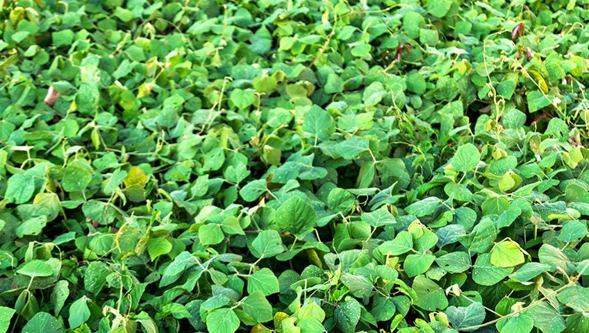 Cover Crop Management