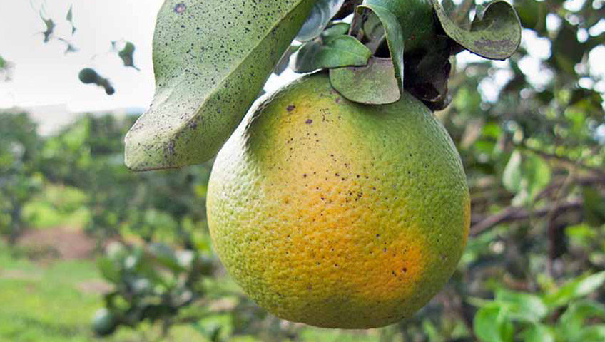 Citrus Greening