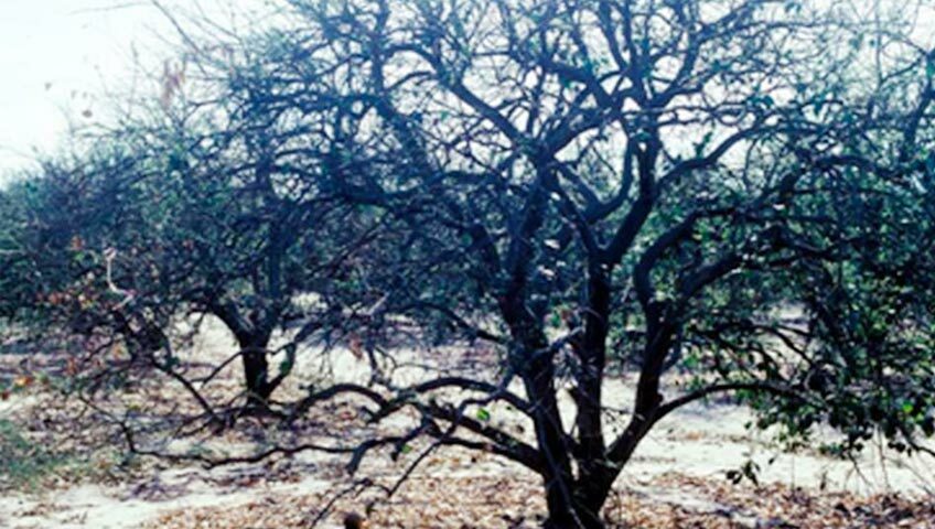 Citrus Tree Stresses