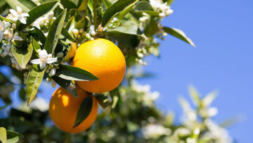 Citrus Flowering