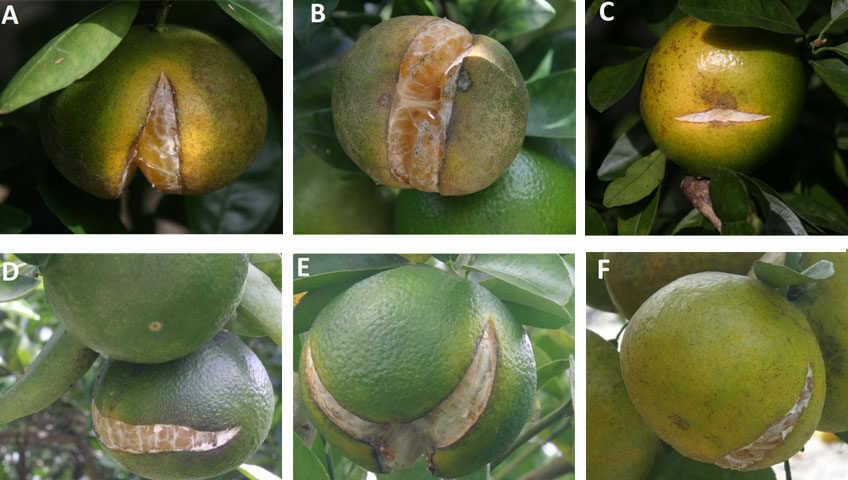 Pre-harvest splitting of Citrus