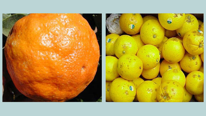 Using gibberellic acid sprays on navel oranges