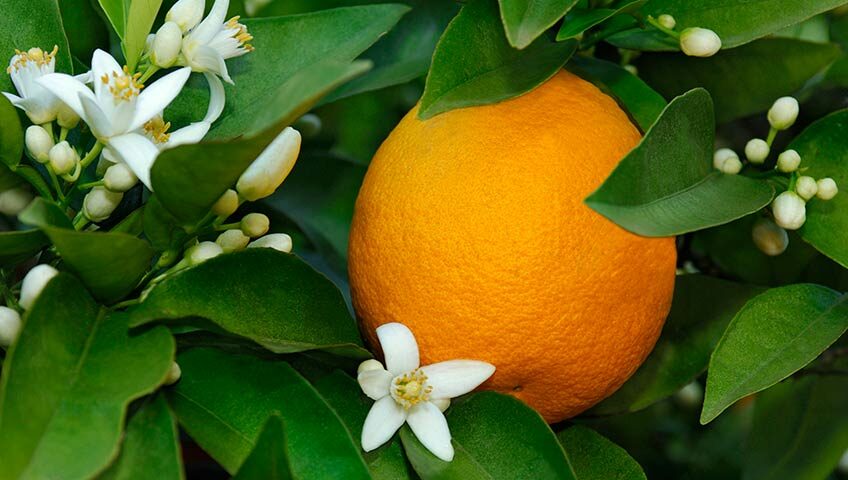 Sweet orange with blossoms