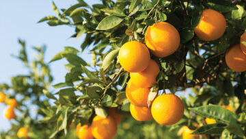 Valencia Orange Trees