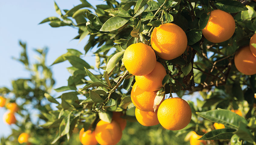 Valencia Orange Trees