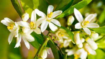 Flowering Citrus