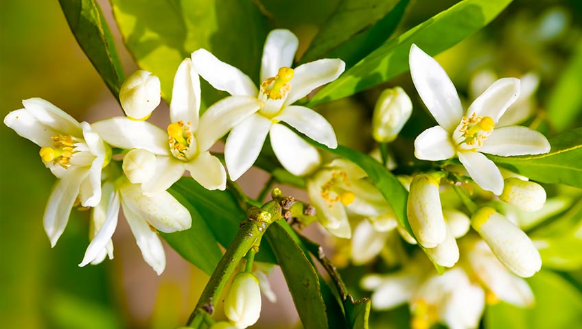 Flowering Citrus