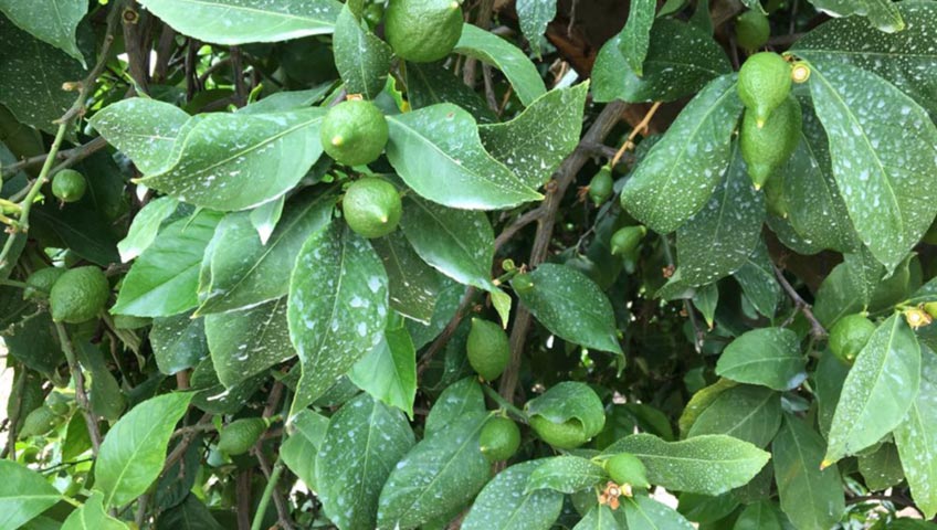 Young Citrus